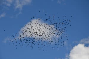 Centinaia di corvi in volo sulle dolomiti. Tempo : 1/320 sec. Diaframma : F/9 Iso : 100 Distanza focale : 105 mm.