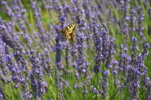 Festa della Lavanda 2016- lavandeto di Castelnuovo di Assisi- farfalla sul fiore di lavanda- Tempo : 1/250 sec. Diaframma : F/8 Iso : 160 Distanza focale : 105 mm.